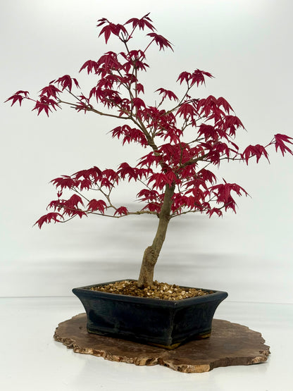 Acer Palmatum Deshojo Bonsai | Chinese Glazed Pot – 48cm