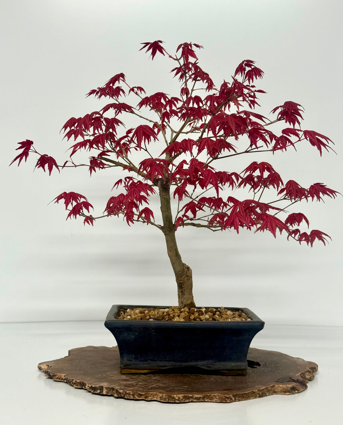 Acer Palmatum Deshojo Bonsai | Chinese Glazed Pot – 48cm