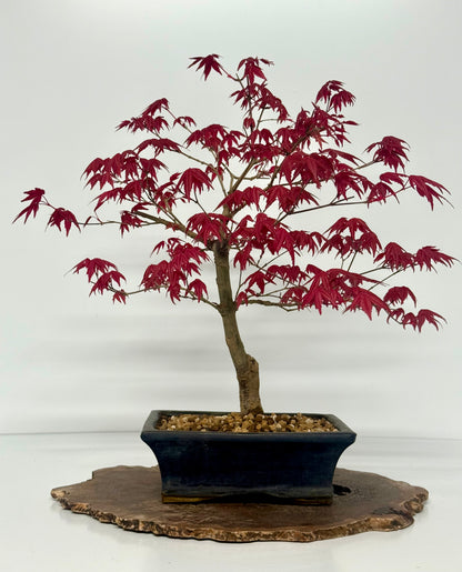 Acer Palmatum Deshojo Bonsai | Chinese Glazed Pot – 48cm