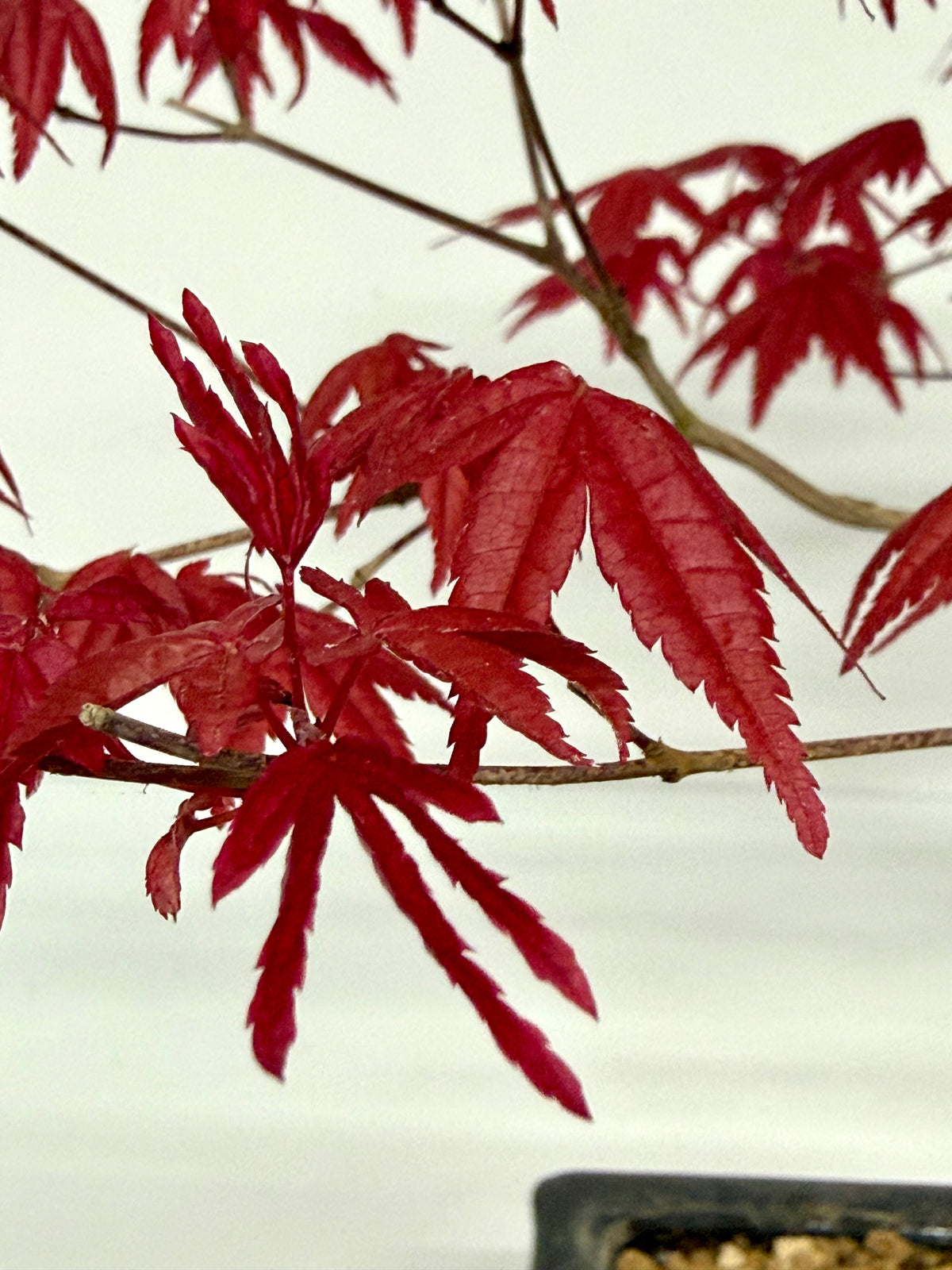 Acer Palmatum Deshojo Bonsai | Chinese Glazed Pot – 48cm