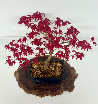 Acer Palmatum Deshojo Bonsai | Chinese Glazed Pot – 48cm