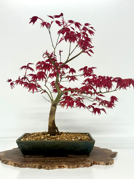 Acer Palmatum Deshojo Bonsai | Erin Glazed Pot – 42cm