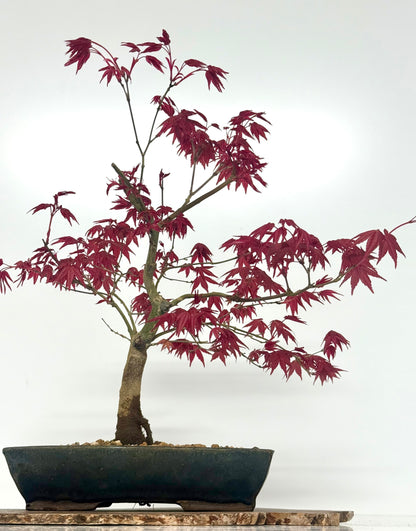 Acer Palmatum Deshojo Bonsai | Erin Glazed Pot – 42cm