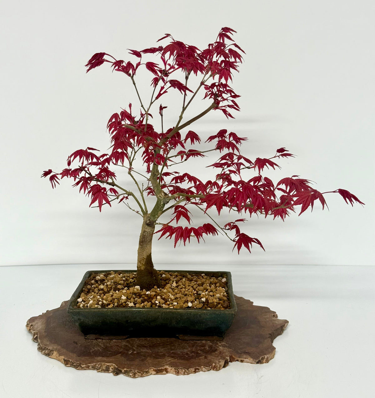 Acer Palmatum Deshojo Bonsai | Erin Glazed Pot – 42cm