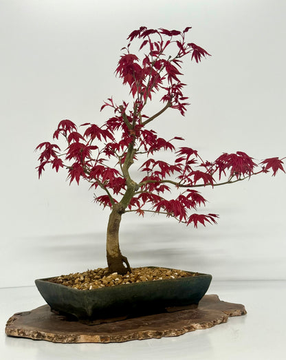 Acer Palmatum Deshojo Bonsai | Erin Glazed Pot – 42cm