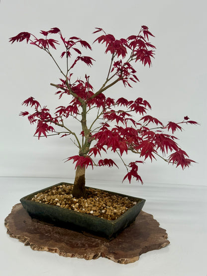 Acer Palmatum Deshojo Bonsai | Erin Glazed Pot – 42cm