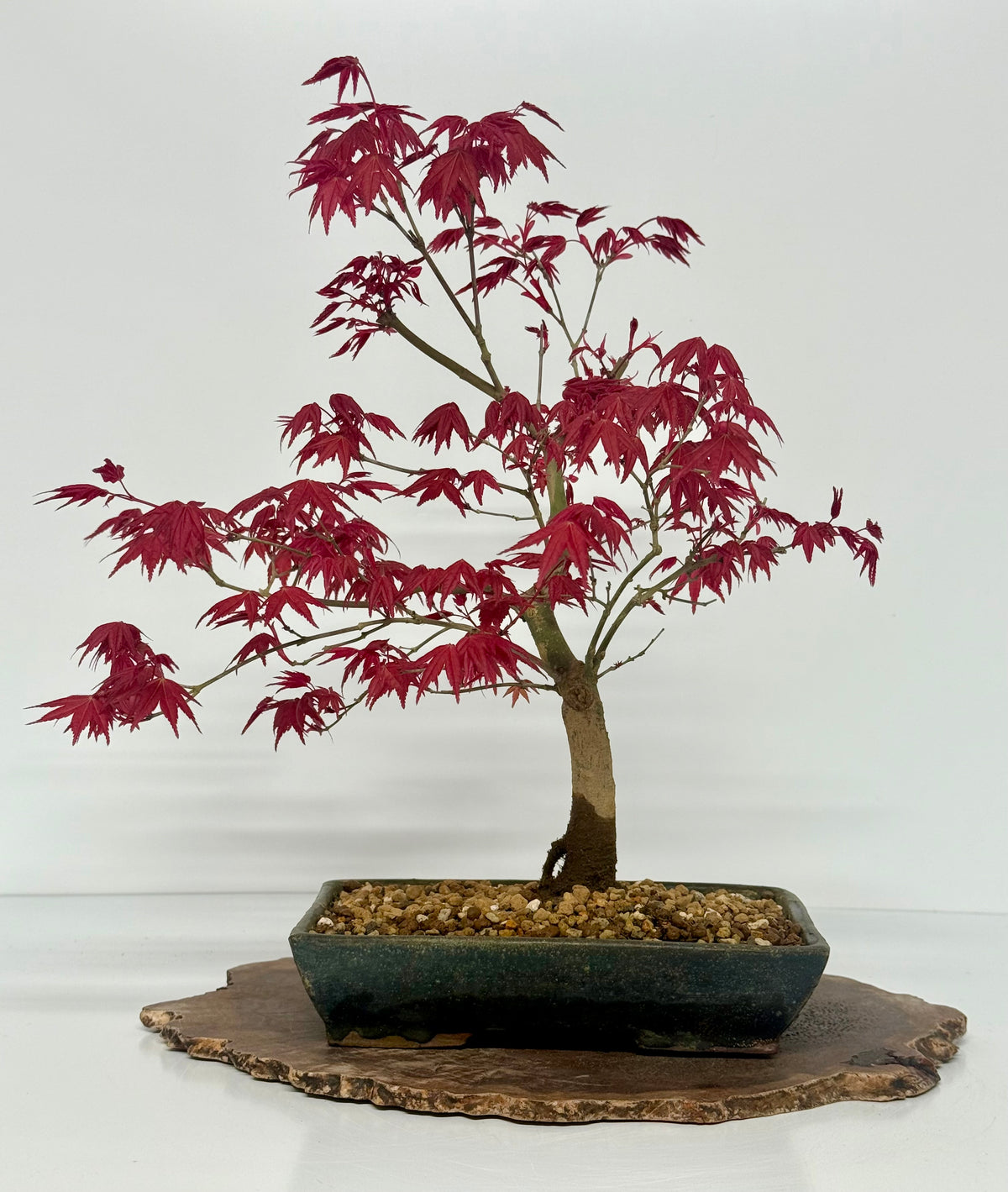 Acer Palmatum Deshojo Bonsai | Erin Glazed Pot – 42cm