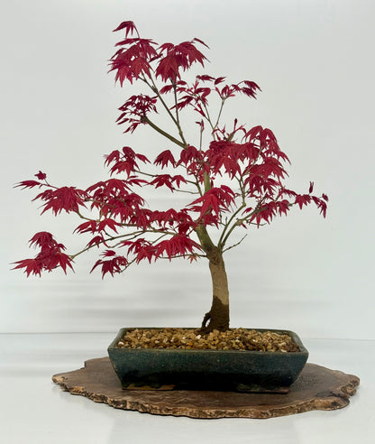 Acer Palmatum Deshojo Bonsai | Erin Glazed Pot – 42cm