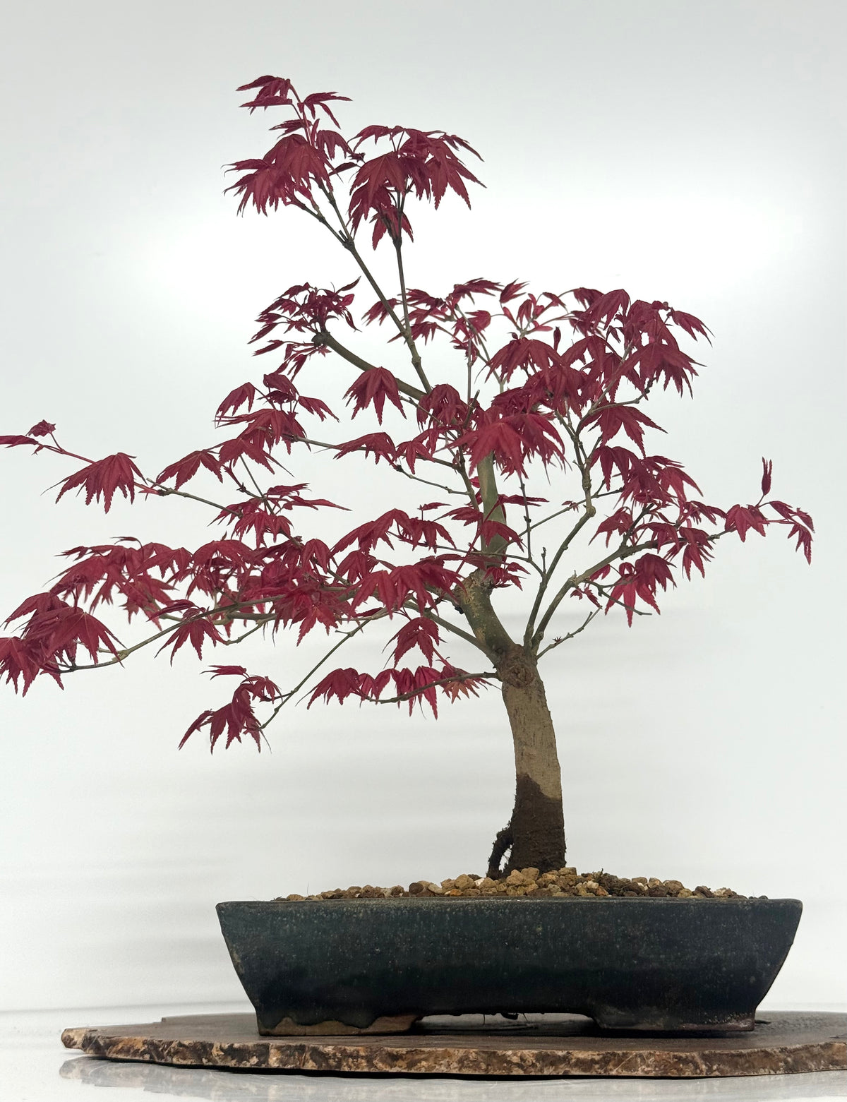 Acer Palmatum Deshojo Bonsai | Erin Glazed Pot – 42cm