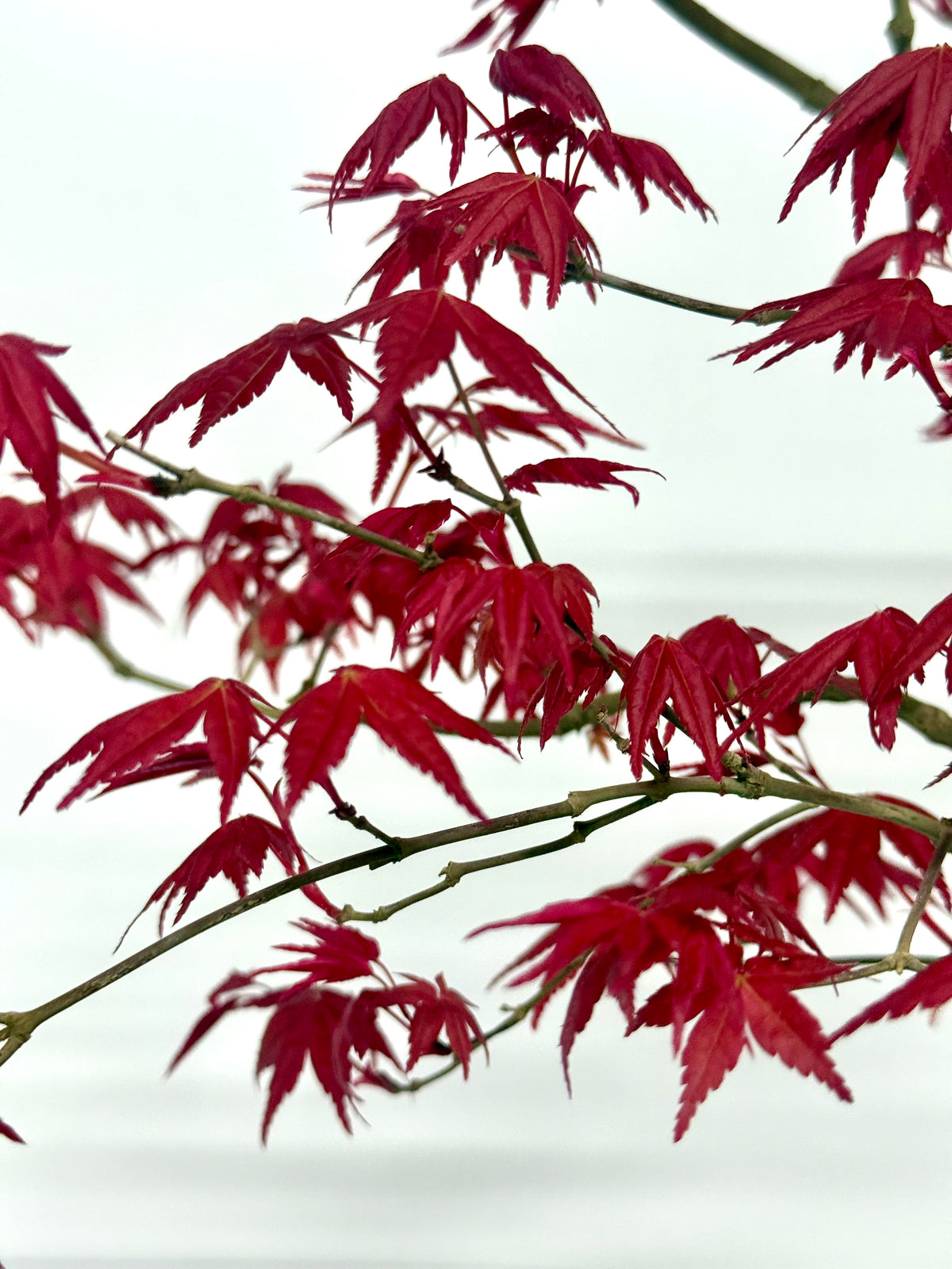 Acer Palmatum Deshojo Bonsai | Erin Glazed Pot – 42cm