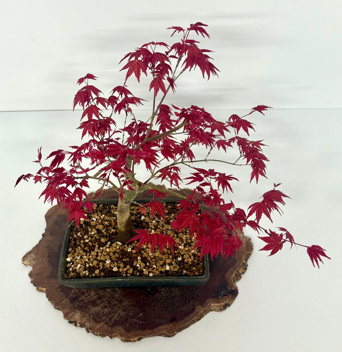 Acer Palmatum Deshojo Bonsai | Erin Glazed Pot – 42cm