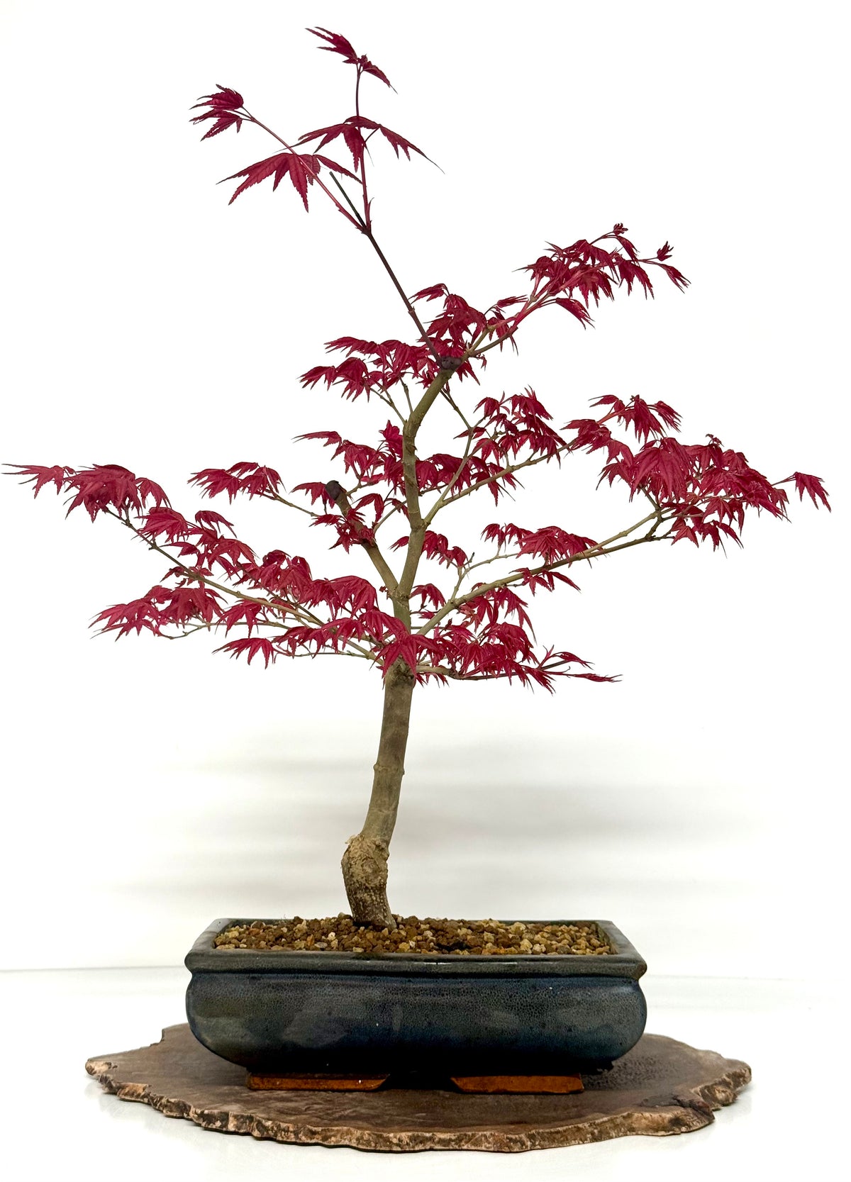 Acer Palmatum- Deshojo Maple Bonsai Tree