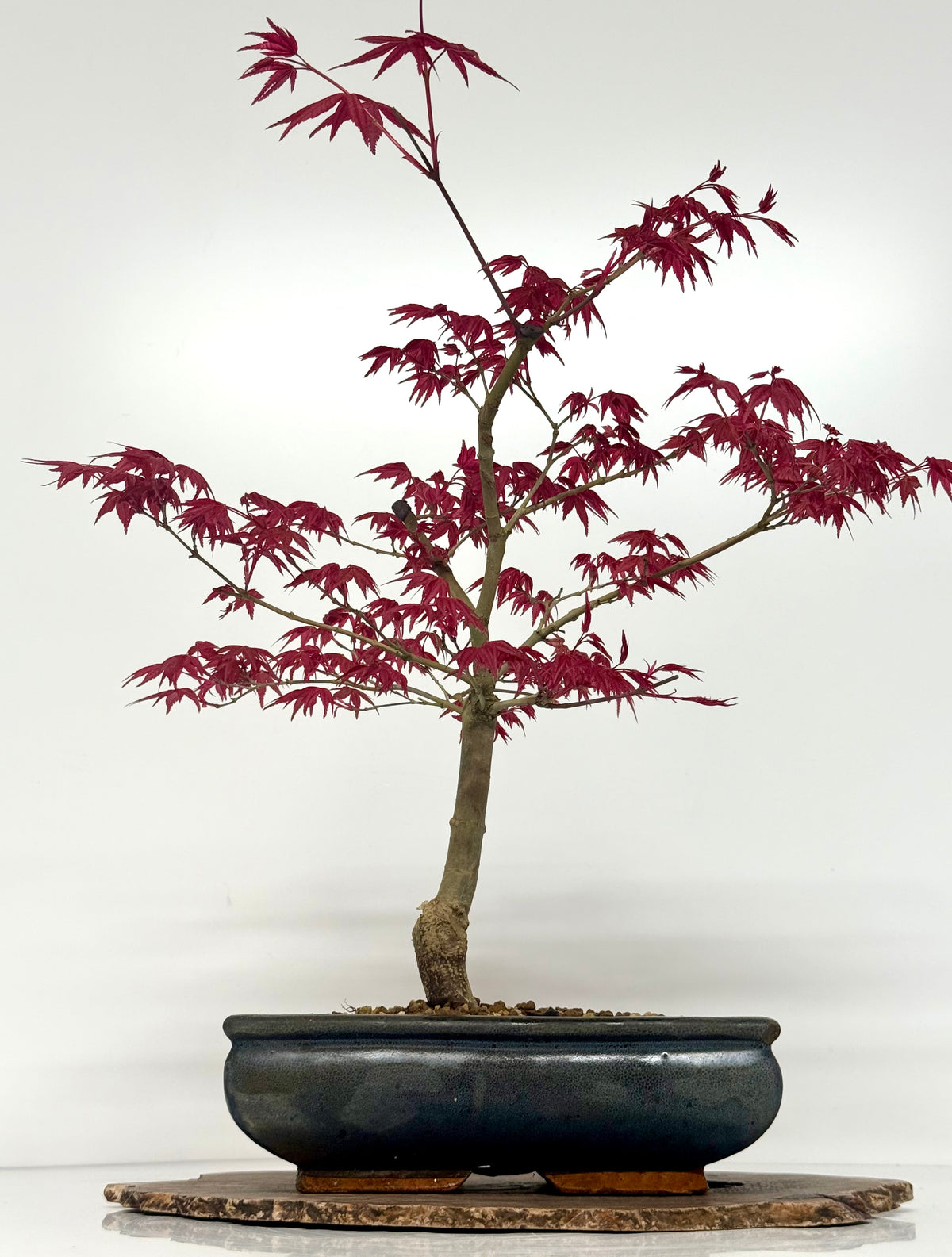 Acer Palmatum- Deshojo Maple Bonsai Tree