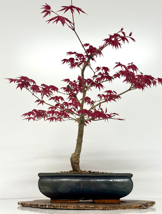 Acer Palmatum- Deshojo Maple Bonsai Tree
