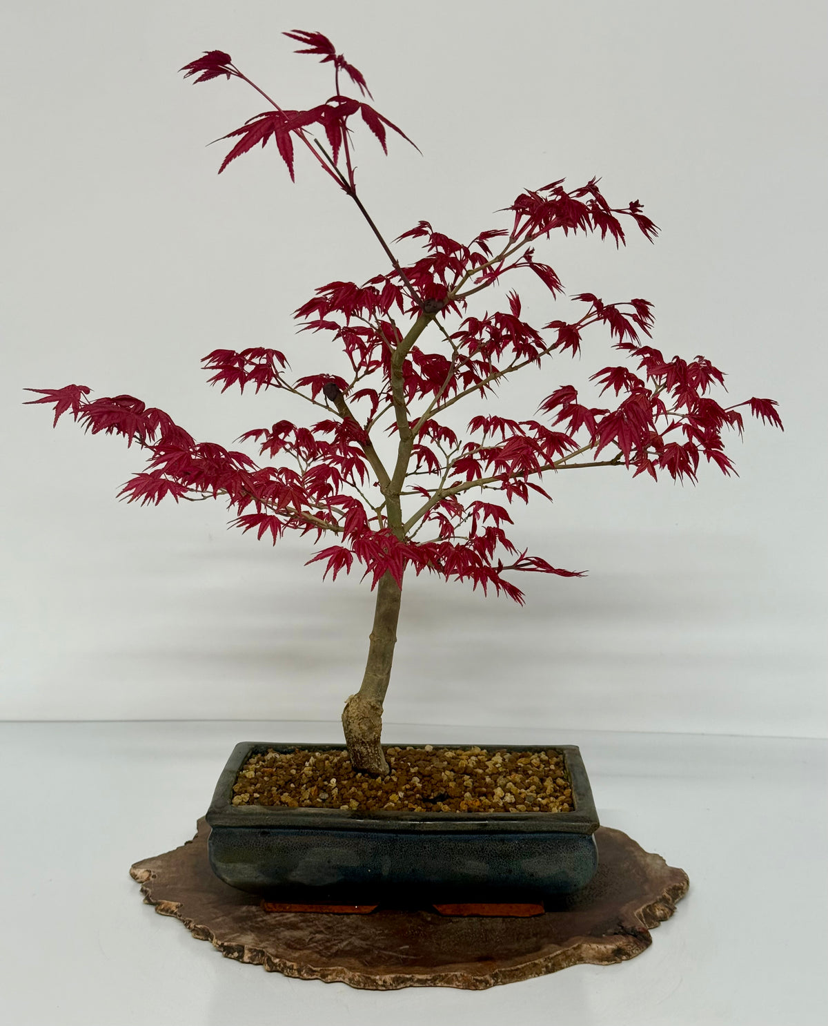 Acer Palmatum- Deshojo Maple Bonsai Tree