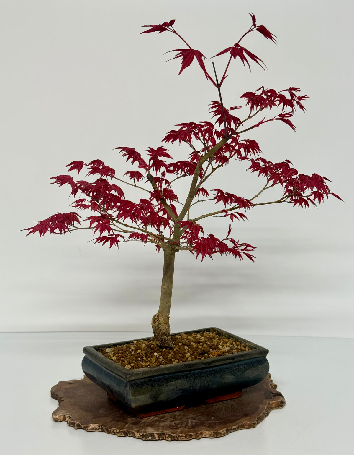 Acer Palmatum- Deshojo Maple Bonsai Tree