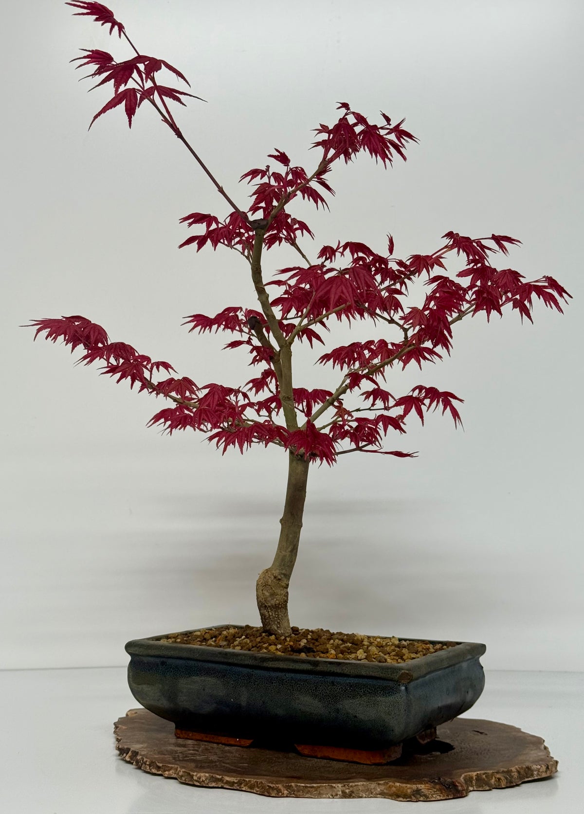Acer Palmatum- Deshojo Maple Bonsai Tree