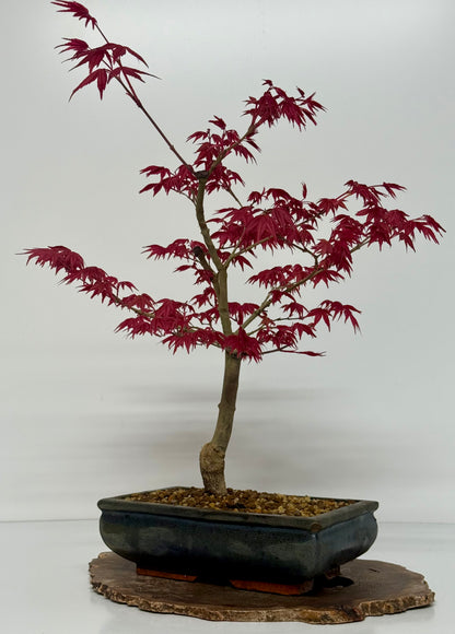 Acer Palmatum- Deshojo Maple Bonsai Tree
