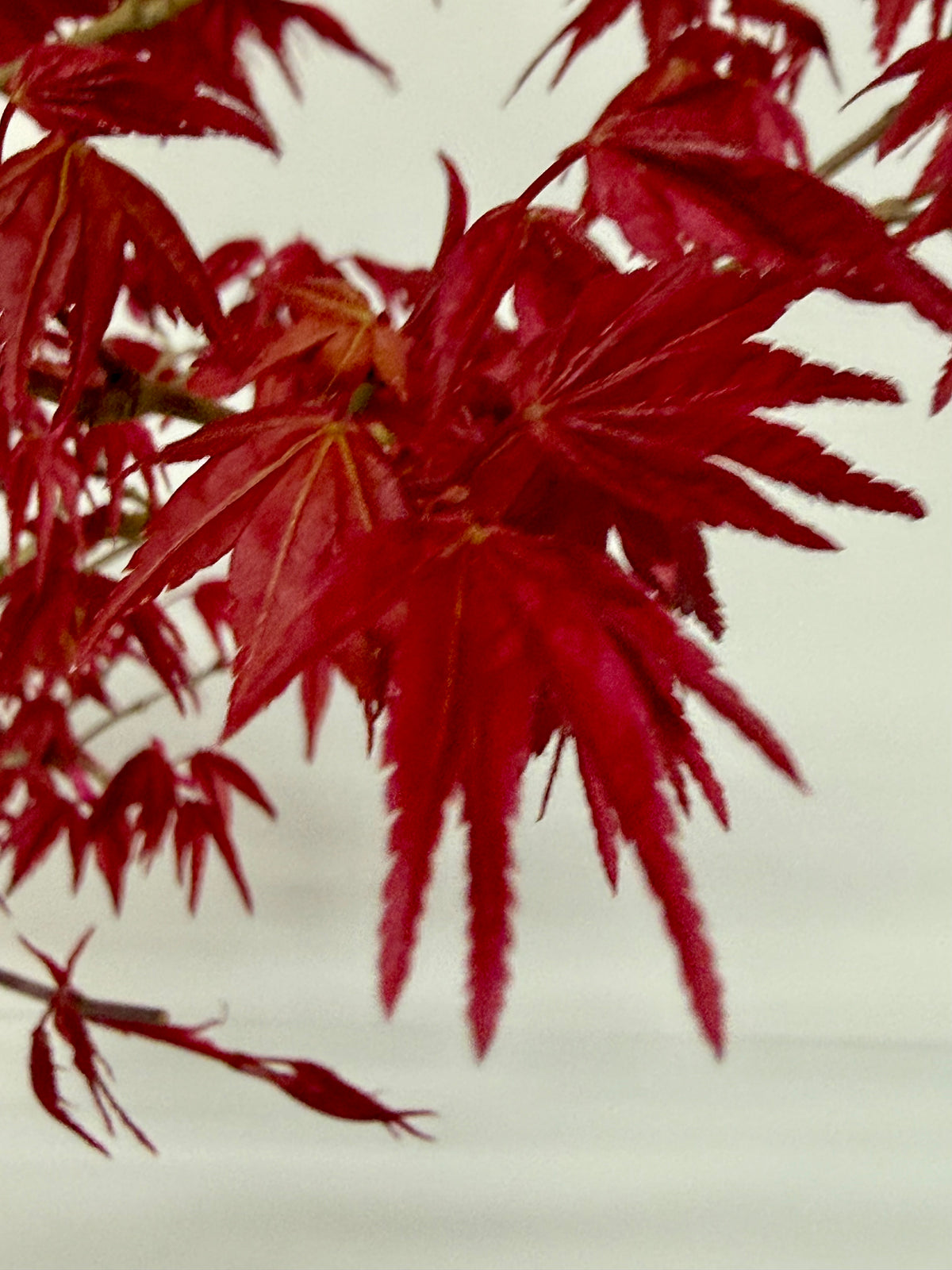 Acer Palmatum- Deshojo Maple Bonsai Tree