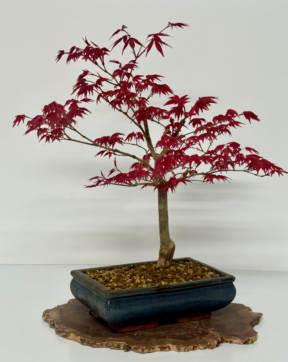 Acer Palmatum- Deshojo Maple Bonsai Tree