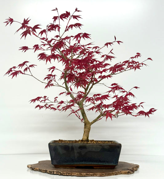 Acer Palmatum Deshojo Bonsai | Japanese Maple – 50cm
