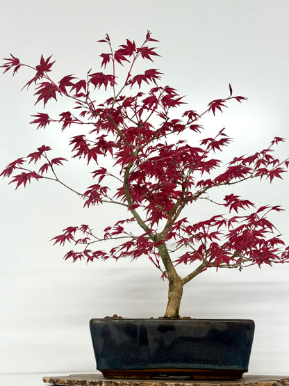 Acer Palmatum Deshojo Bonsai | Japanese Maple – 50cm