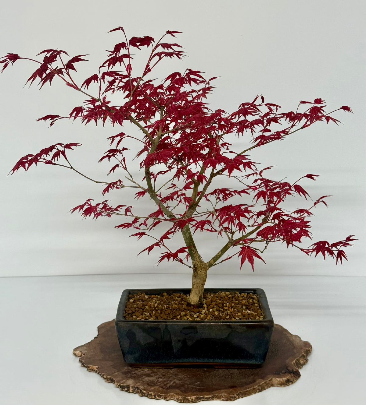 Acer Palmatum Deshojo Bonsai | Japanese Maple – 50cm