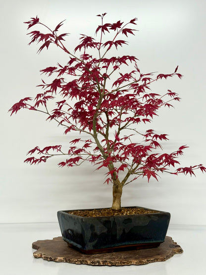 Acer Palmatum Deshojo Bonsai | Japanese Maple – 50cm