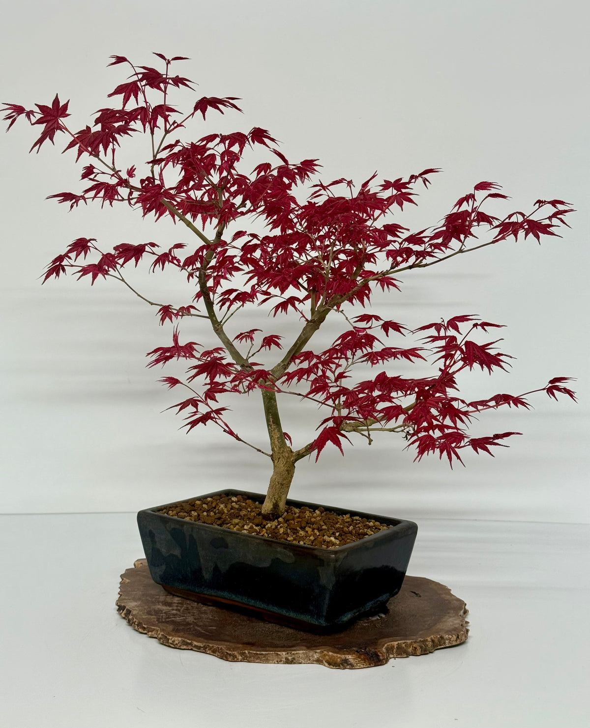 Acer Palmatum Deshojo Bonsai | Japanese Maple – 50cm