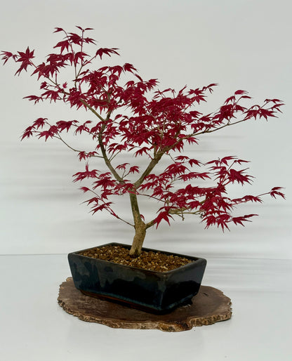 Acer Palmatum Deshojo Bonsai | Japanese Maple – 50cm