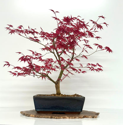 Acer Palmatum Deshojo Bonsai | Japanese Maple – 50cm
