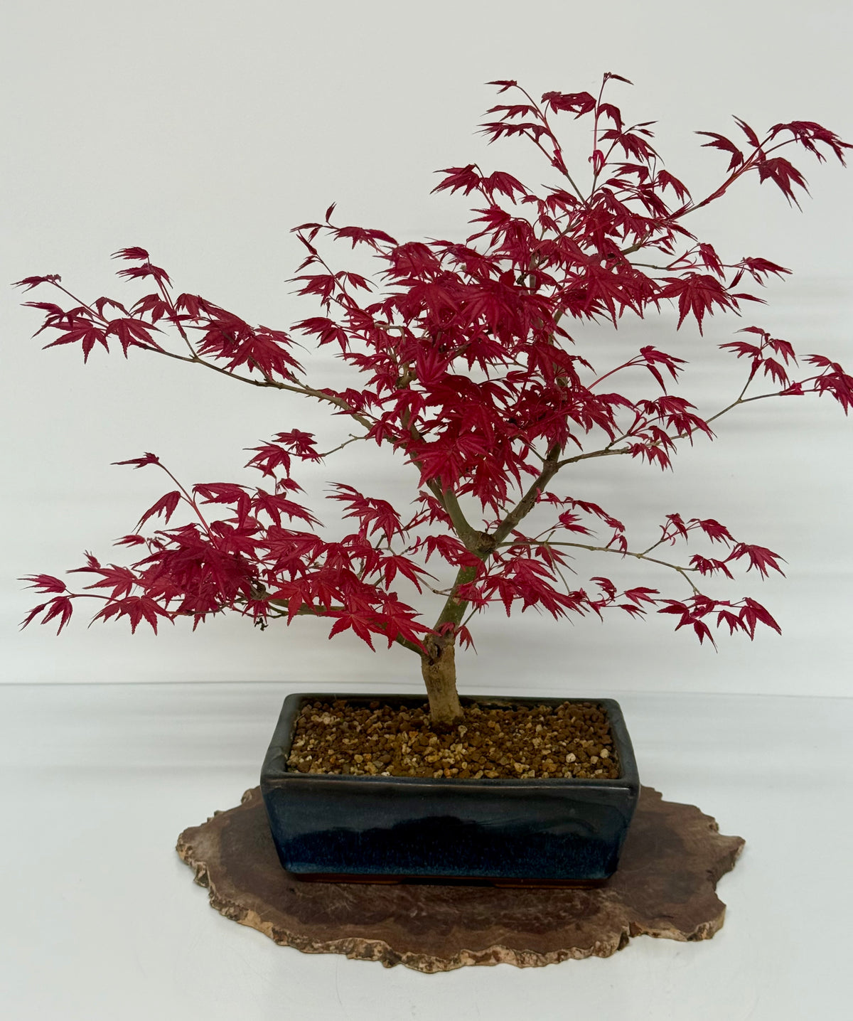 Acer Palmatum Deshojo Bonsai | Japanese Maple – 50cm