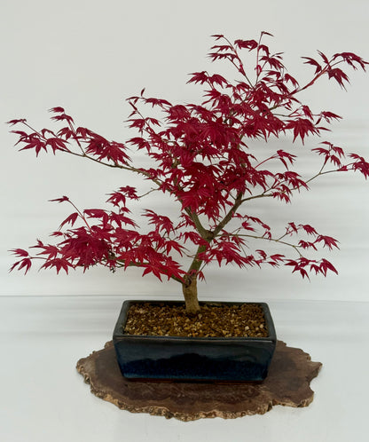 Acer Palmatum Deshojo Bonsai | Japanese Maple – 50cm