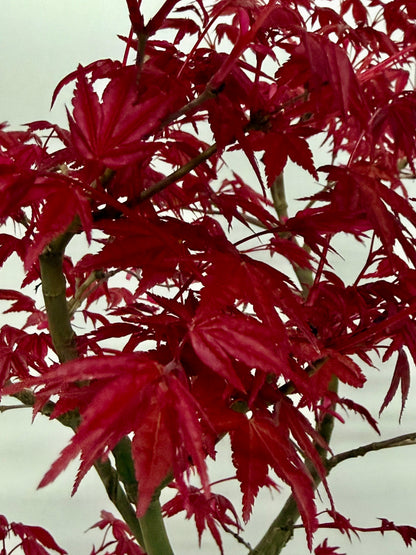 Acer Palmatum Deshojo Bonsai | Japanese Maple – 50cm