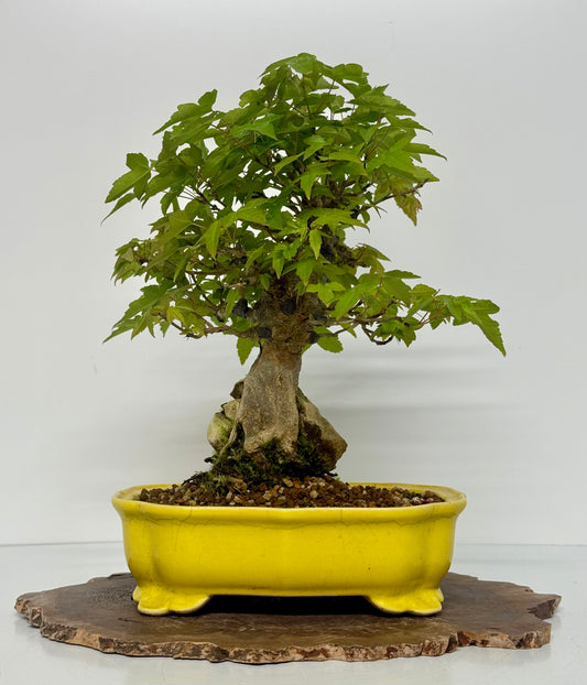 Trident Maple Root Over Rock Bonsai – Acer Buergerianum