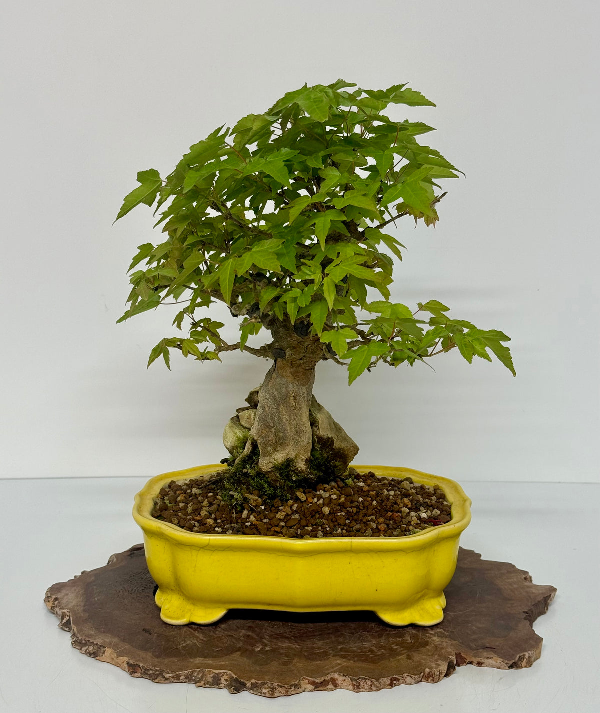 Trident Maple Root Over Rock Bonsai – Acer Buergerianum