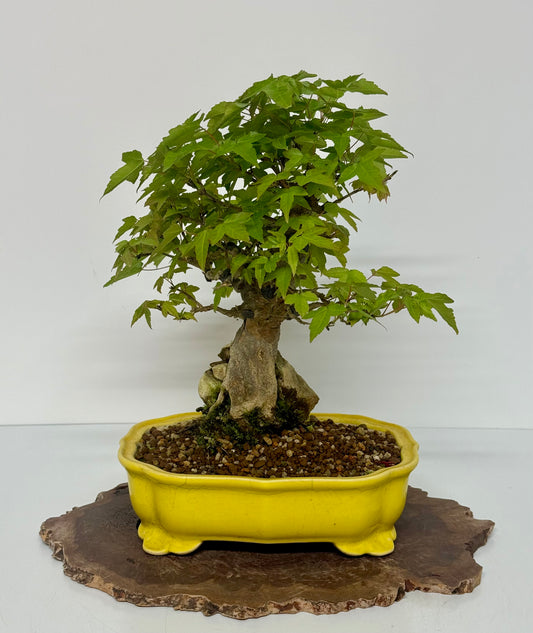 Trident Maple Root Over Rock Bonsai – Acer Buergerianum