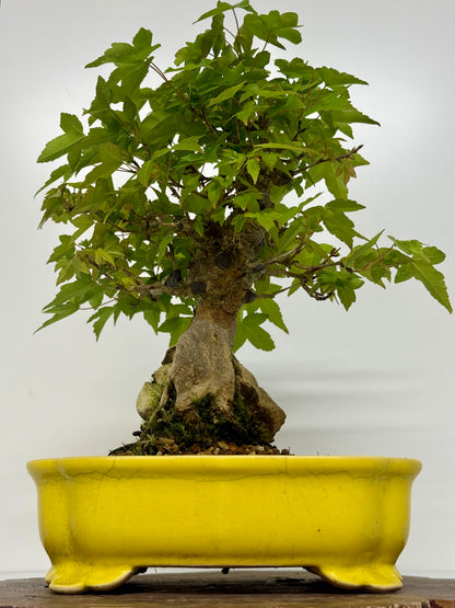 Trident Maple Root Over Rock Bonsai – Acer Buergerianum