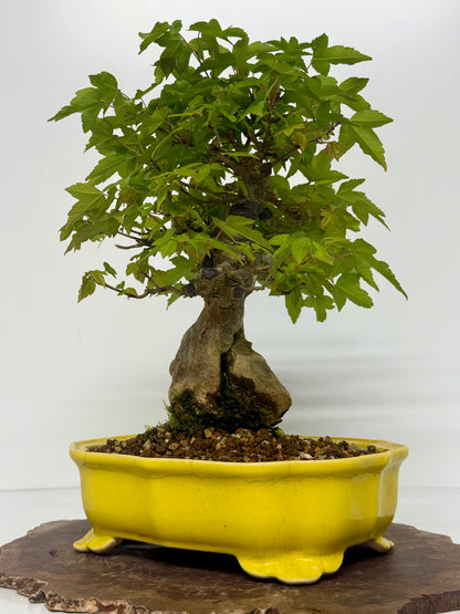 Trident Maple Root Over Rock Bonsai – Acer Buergerianum