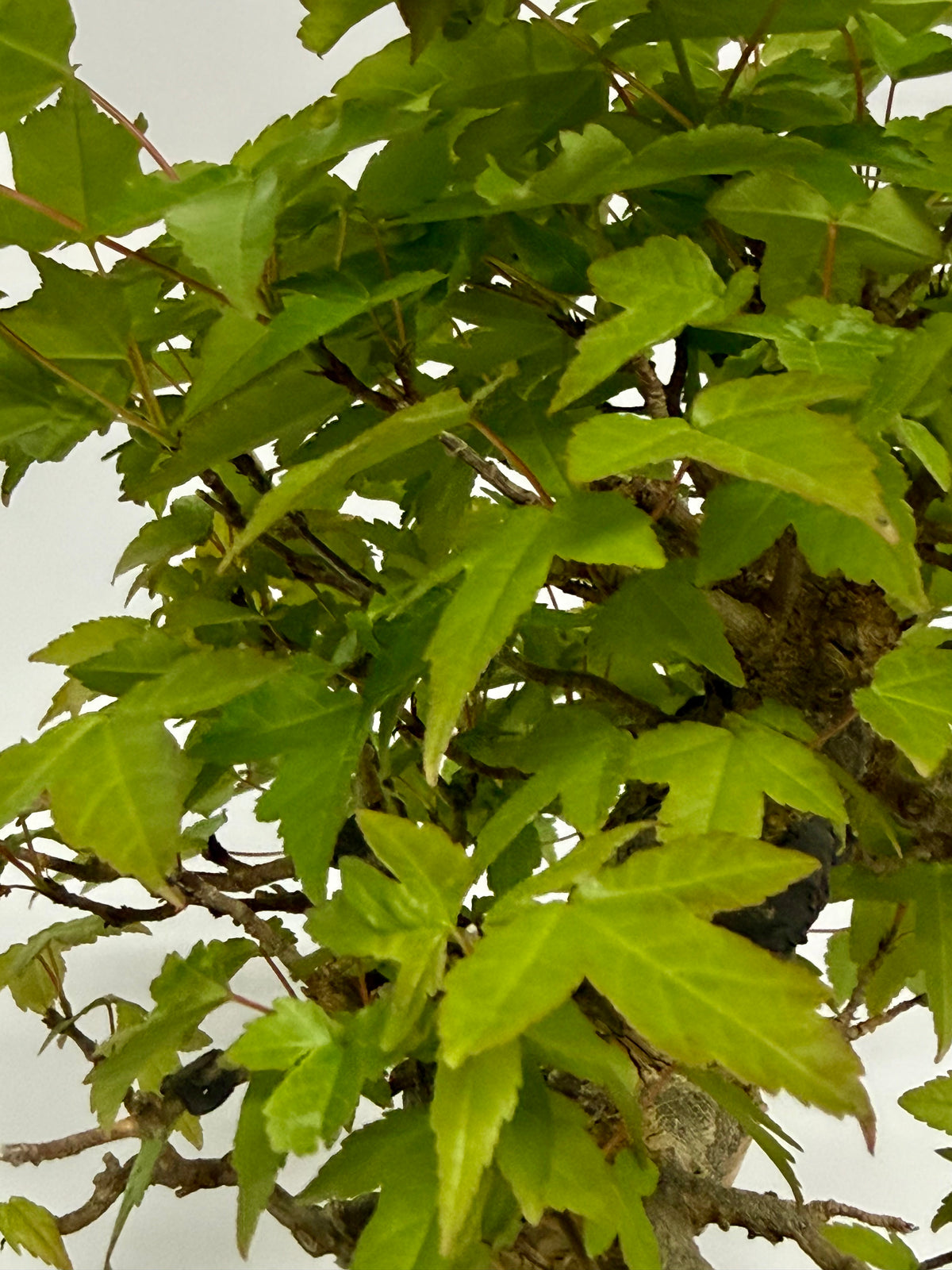 Trident Maple Root Over Rock Bonsai – Acer Buergerianum