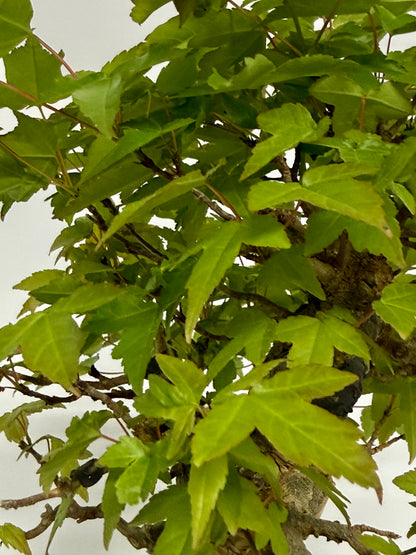 Trident Maple Root Over Rock Bonsai – Acer Buergerianum
