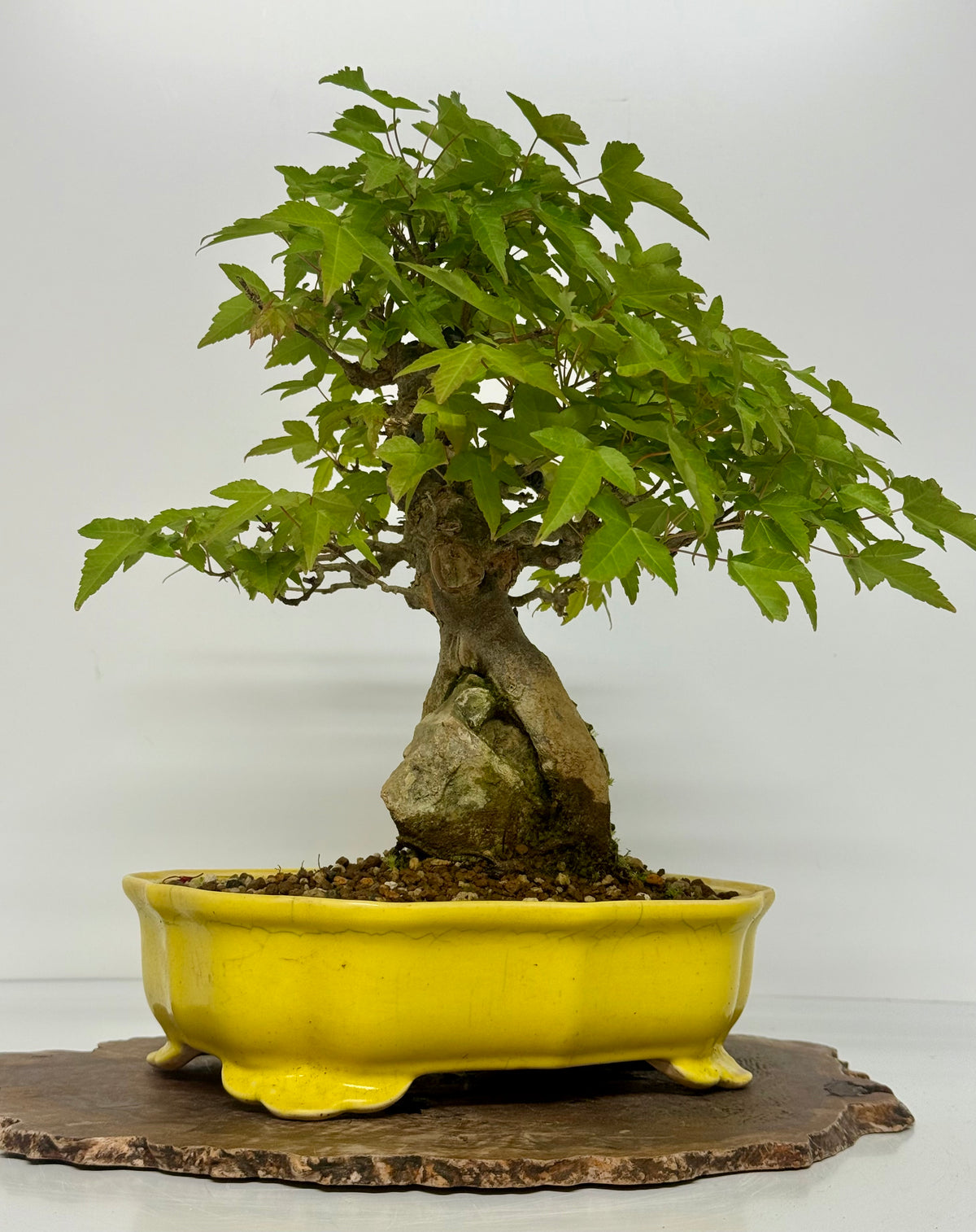 Trident Maple Root Over Rock Bonsai – Acer Buergerianum