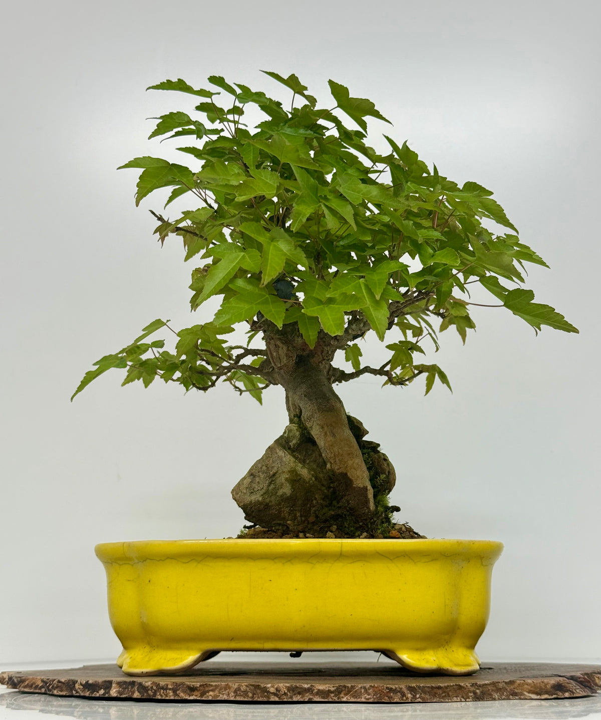 Trident Maple Root Over Rock Bonsai – Acer Buergerianum