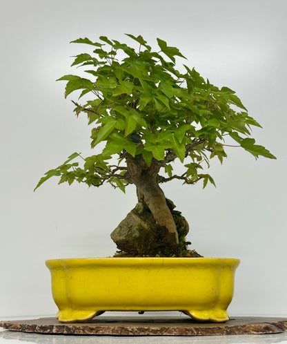 Trident Maple Root Over Rock Bonsai – Acer Buergerianum