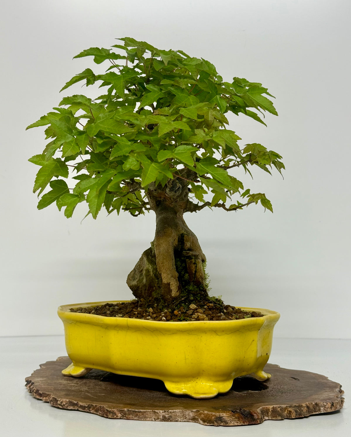 Trident Maple Root Over Rock Bonsai – Acer Buergerianum