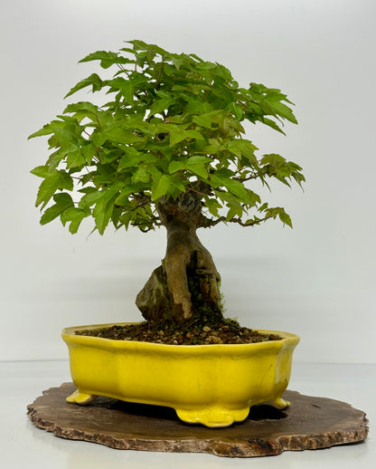 Trident Maple Root Over Rock Bonsai – Acer Buergerianum
