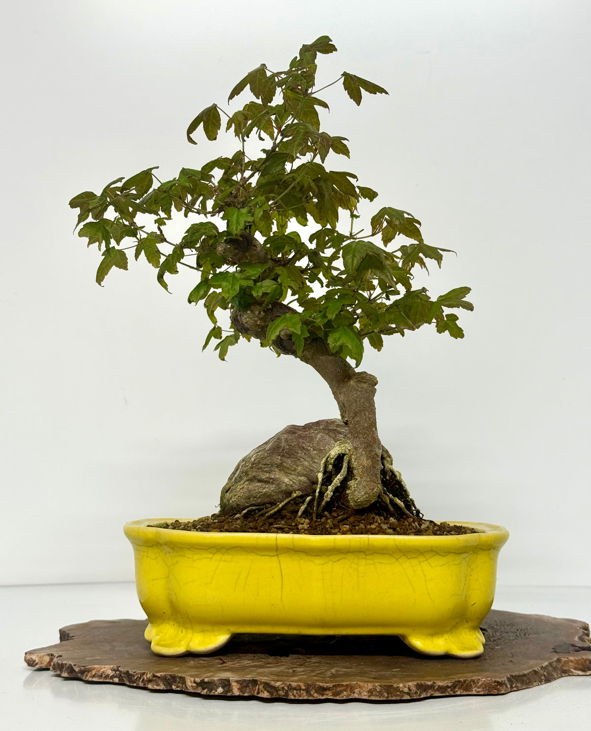 Trident Maple Root Over Rock Bonsai – Acer Buergerianum