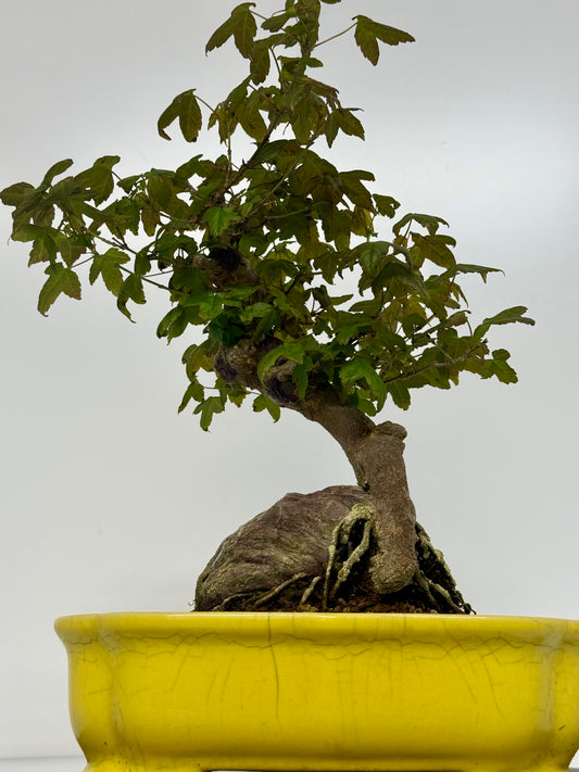 Trident Maple Root Over Rock Bonsai – Acer Buergerianum