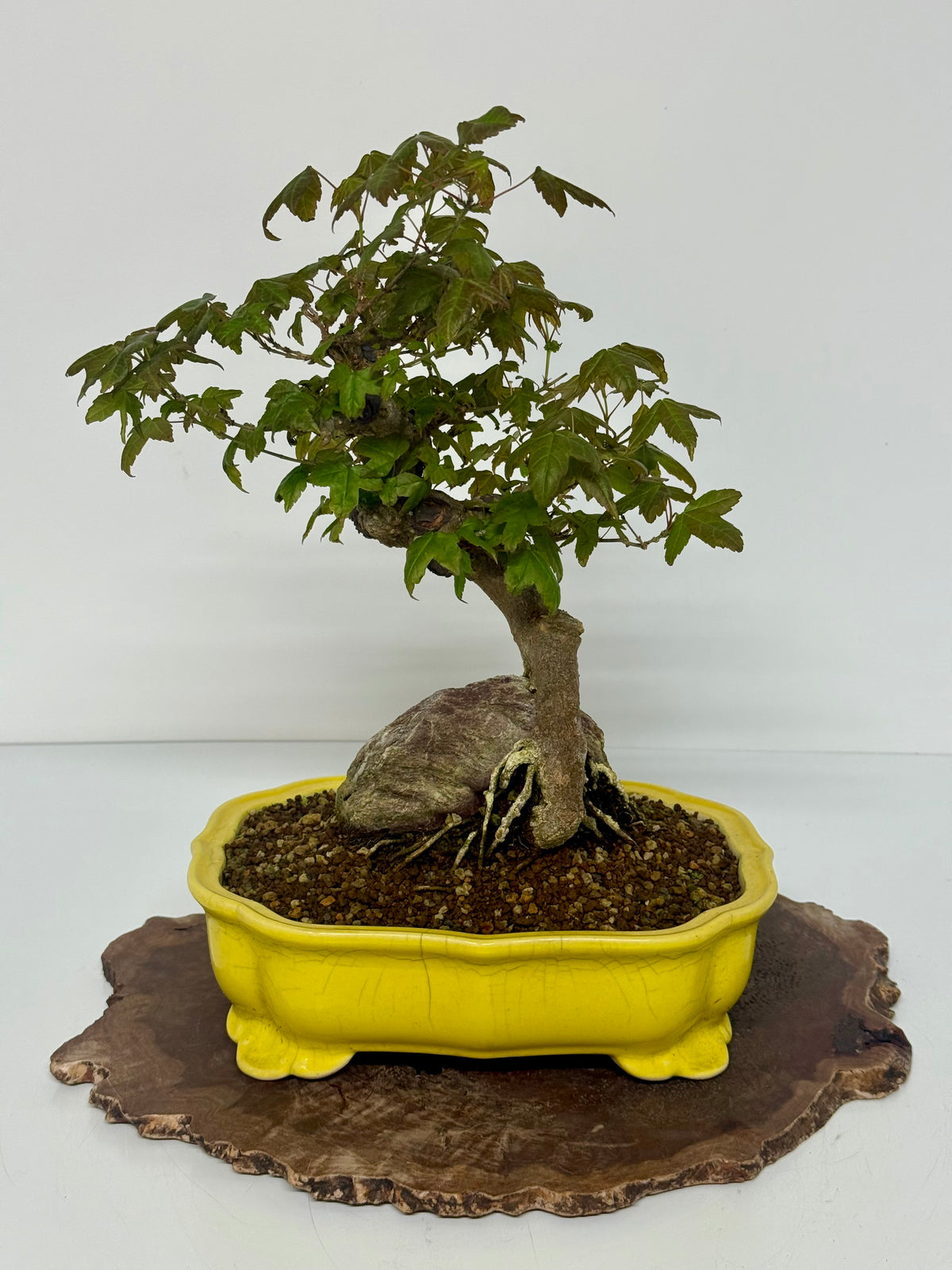Trident Maple Root Over Rock Bonsai – Acer Buergerianum