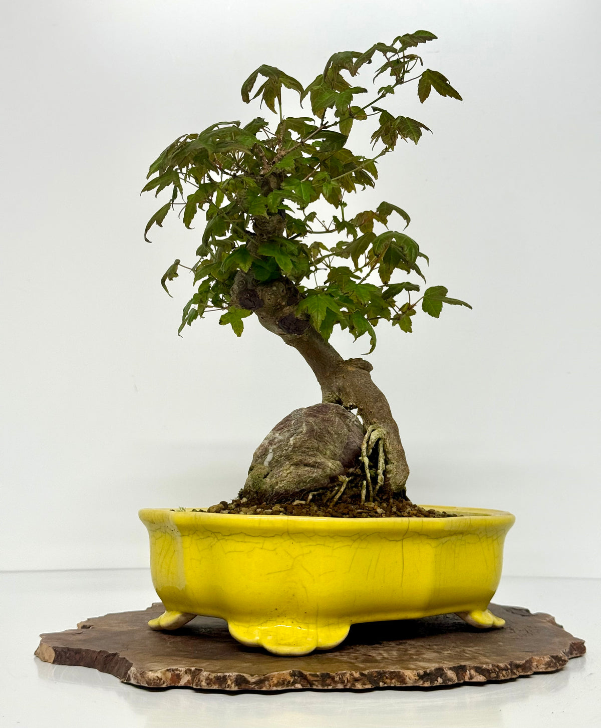 Trident Maple Root Over Rock Bonsai – Acer Buergerianum